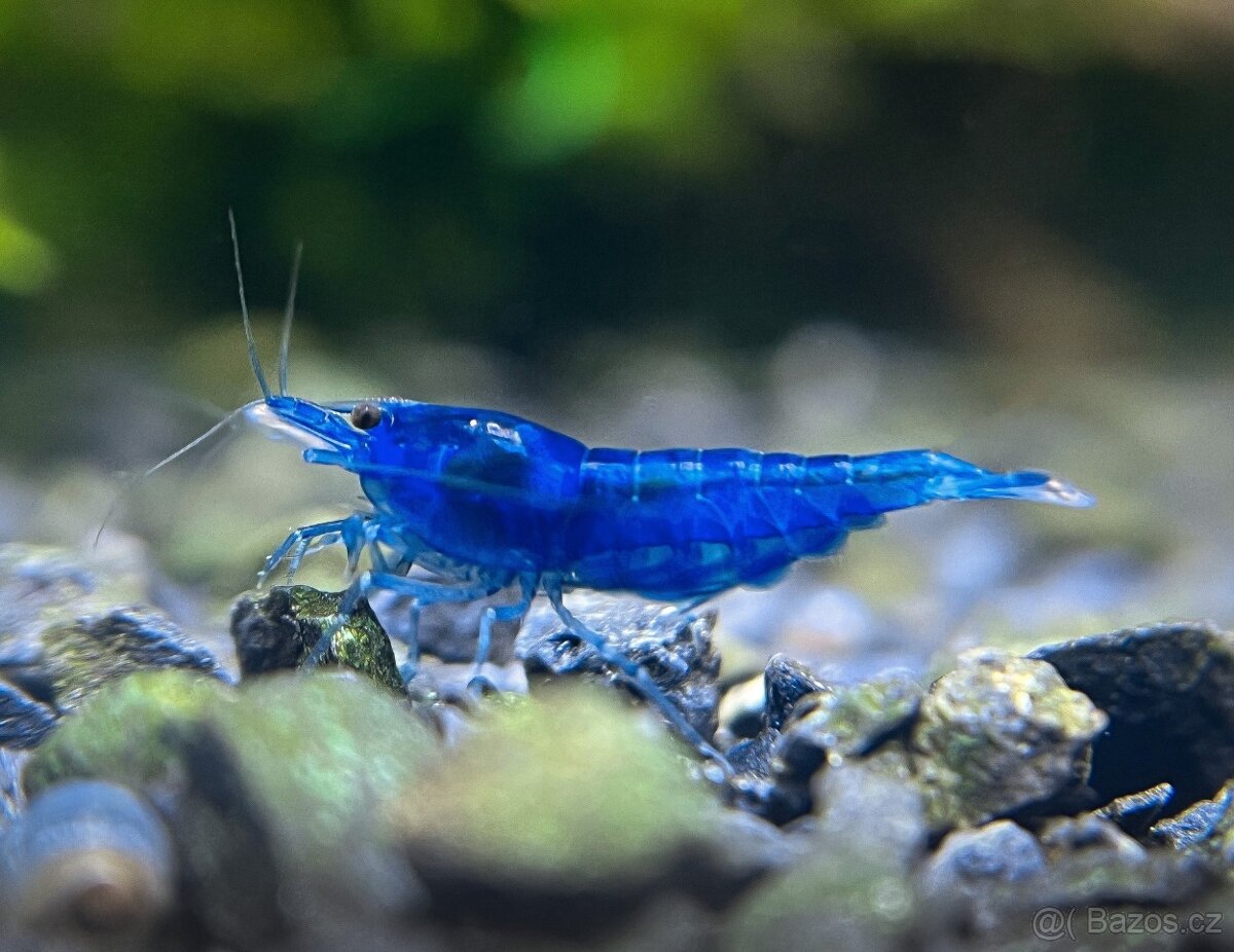 Prodám Neocaridina Blue Dream ktevety