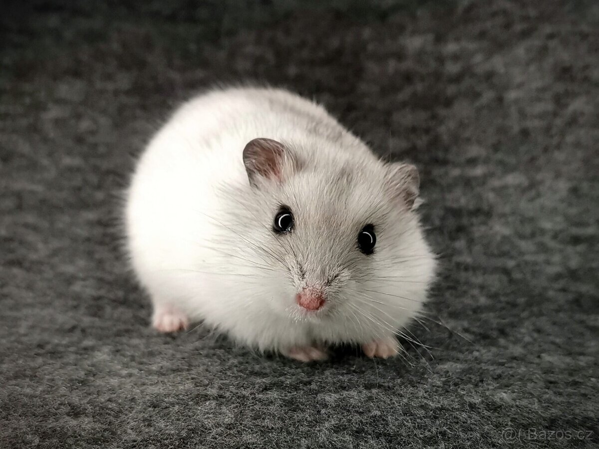 Křeček,křečík džungarský / poptávka