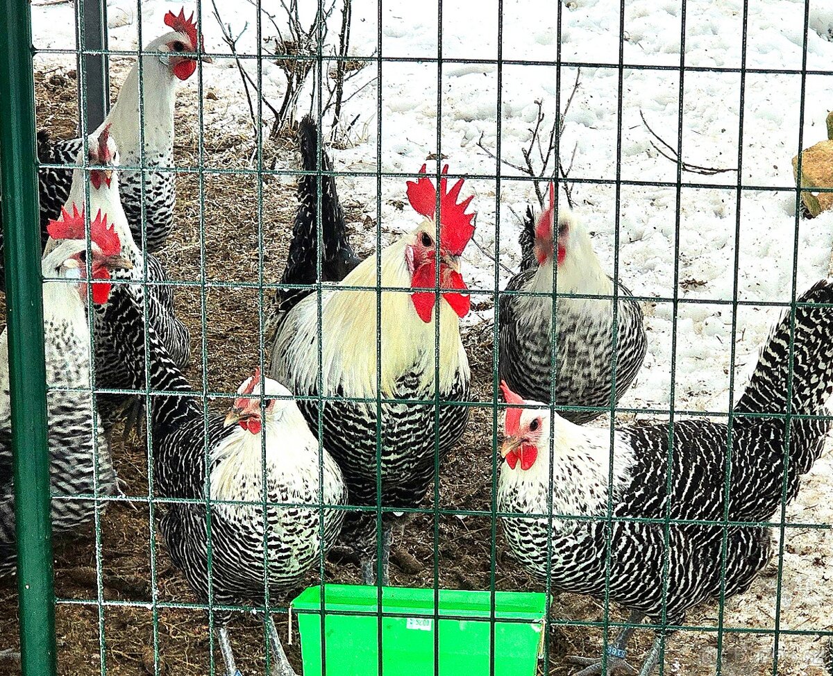 Brakelka stříbrná, násadová vejce + kuřátka
