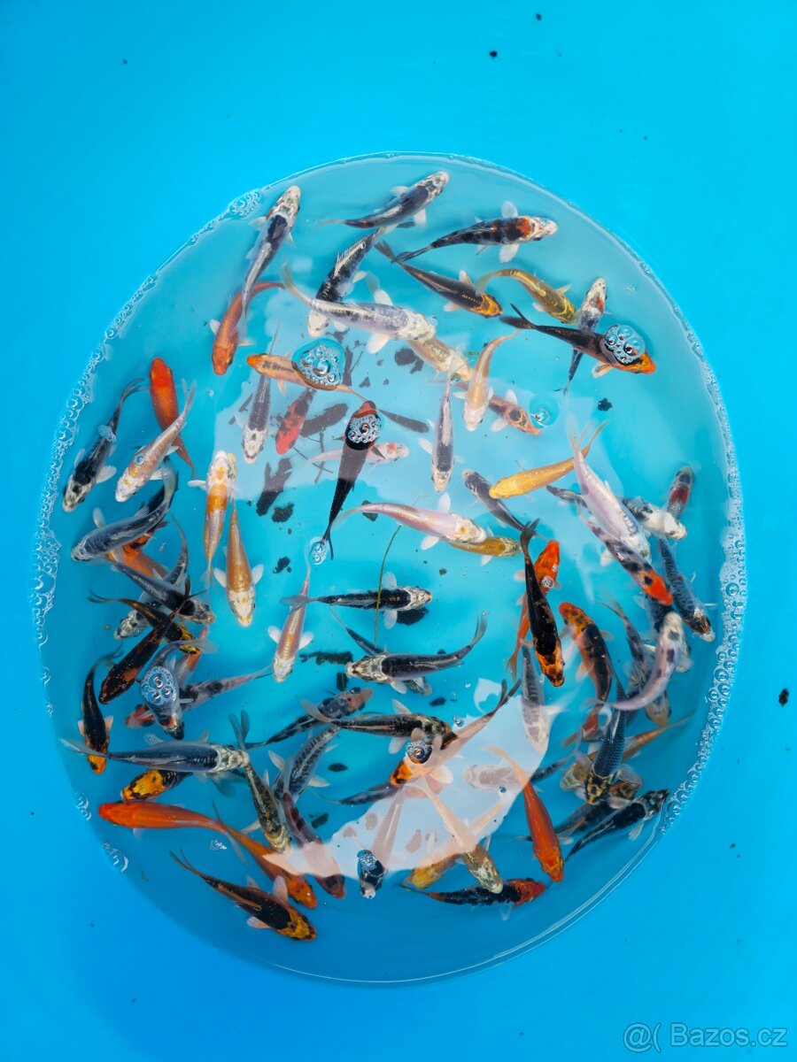 ❗️KOI KAPR 6-10CM VÝPRODEJ❗️