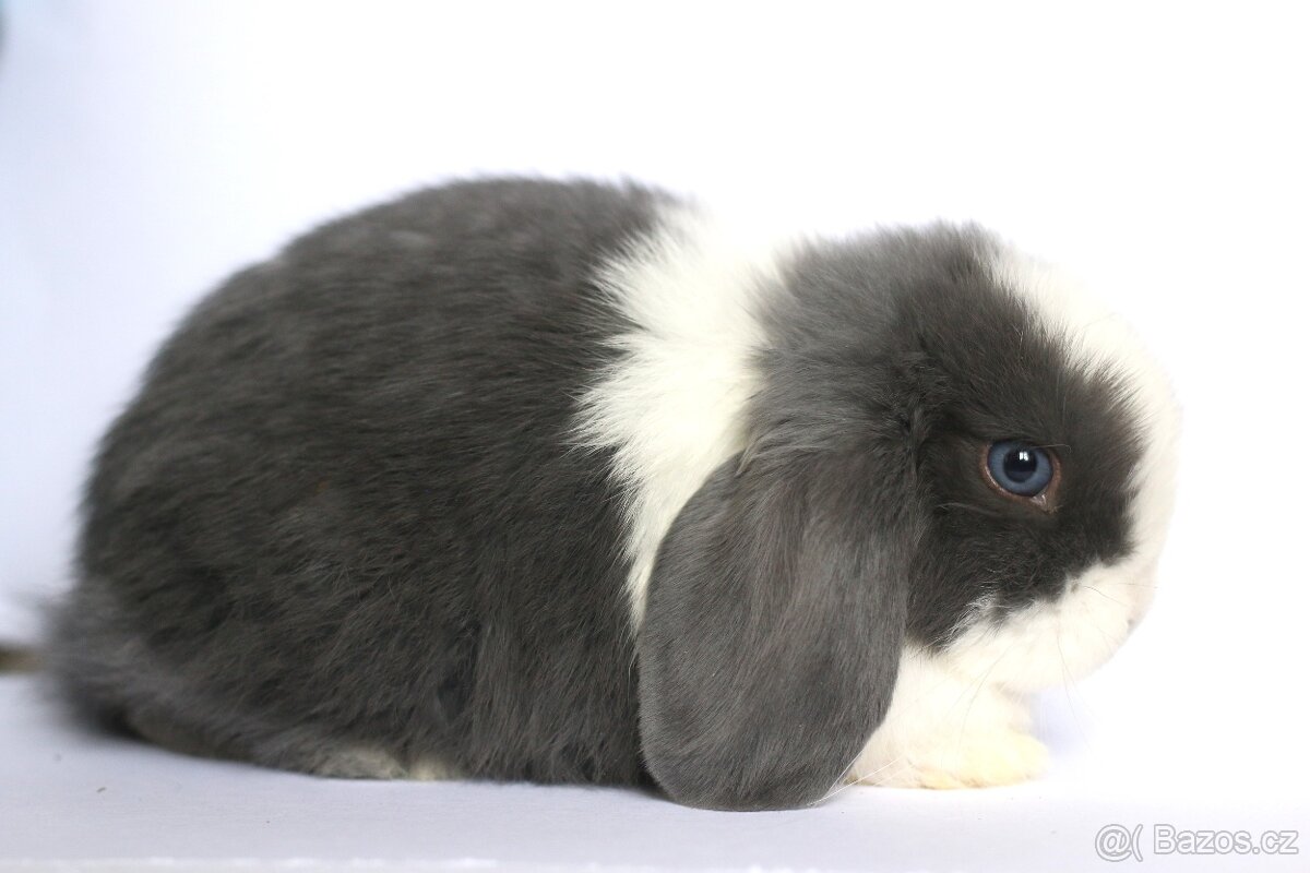 ❤️ Minilop samička ❤️