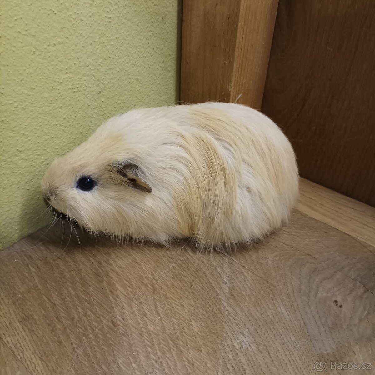 Morčata, morče- samečci