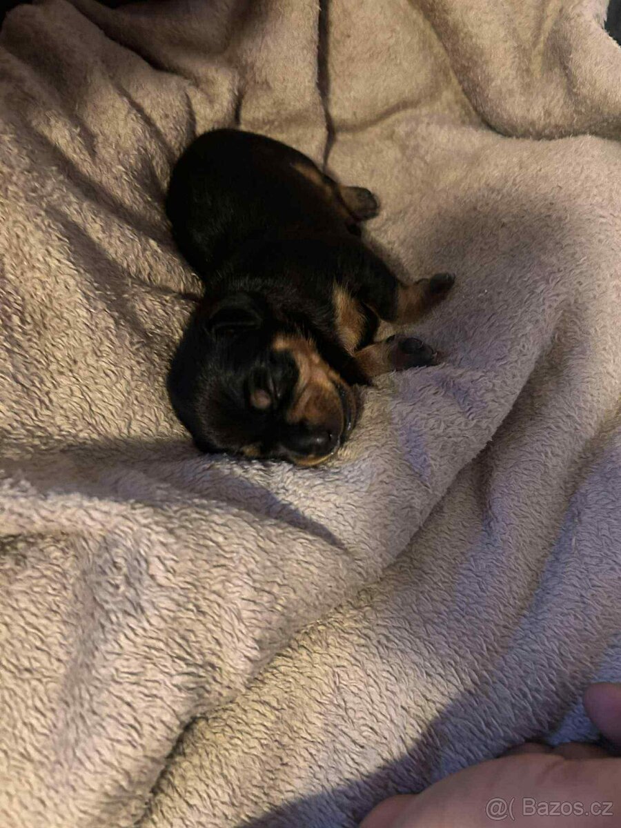 Prodám štěňátko