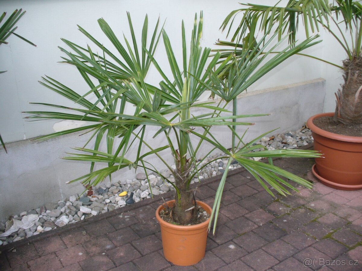 Palma trachycarpus fortunei 110cm