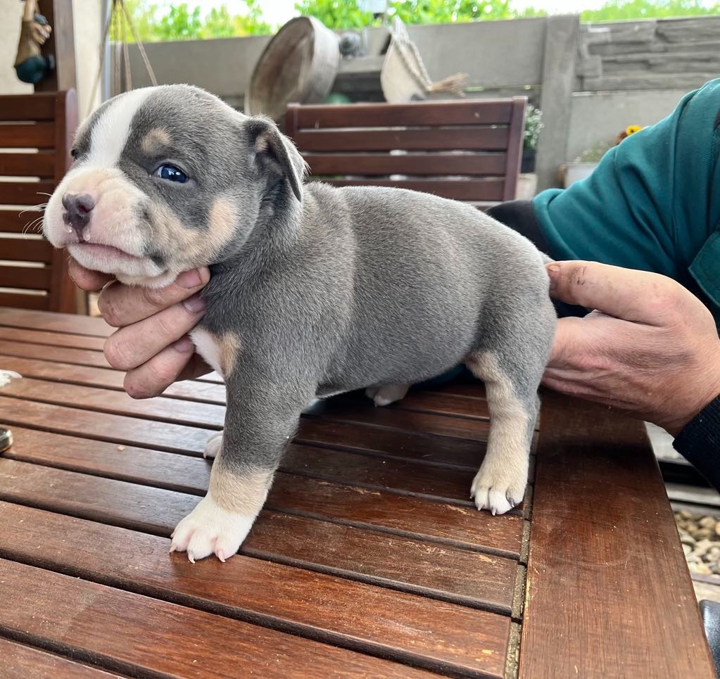 Štěně American Bully