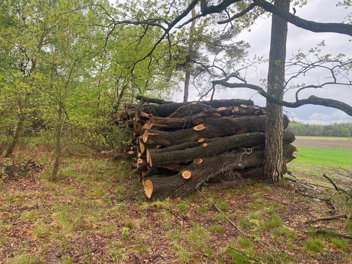 Dubové surové kmeny