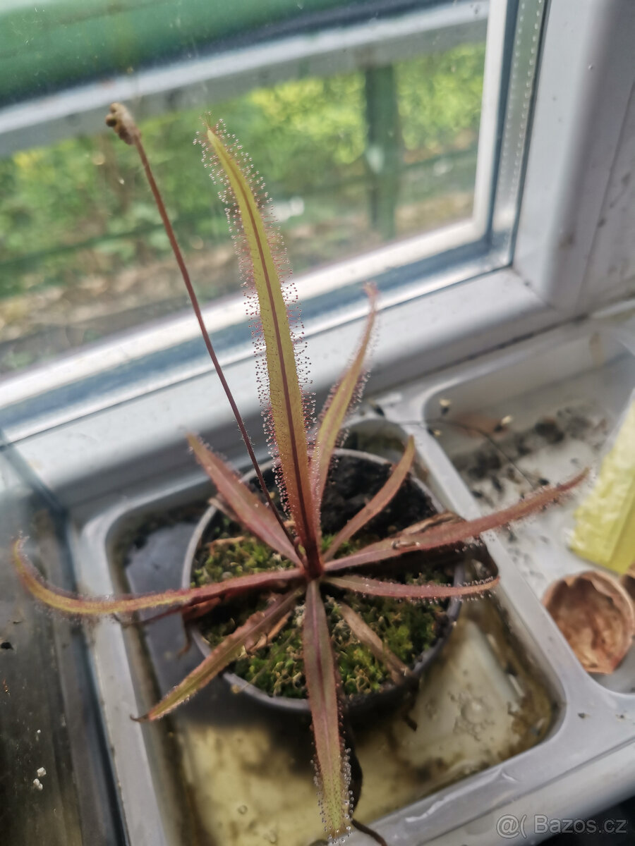 Masožravé rostliny - Rosnatka (Drosera )