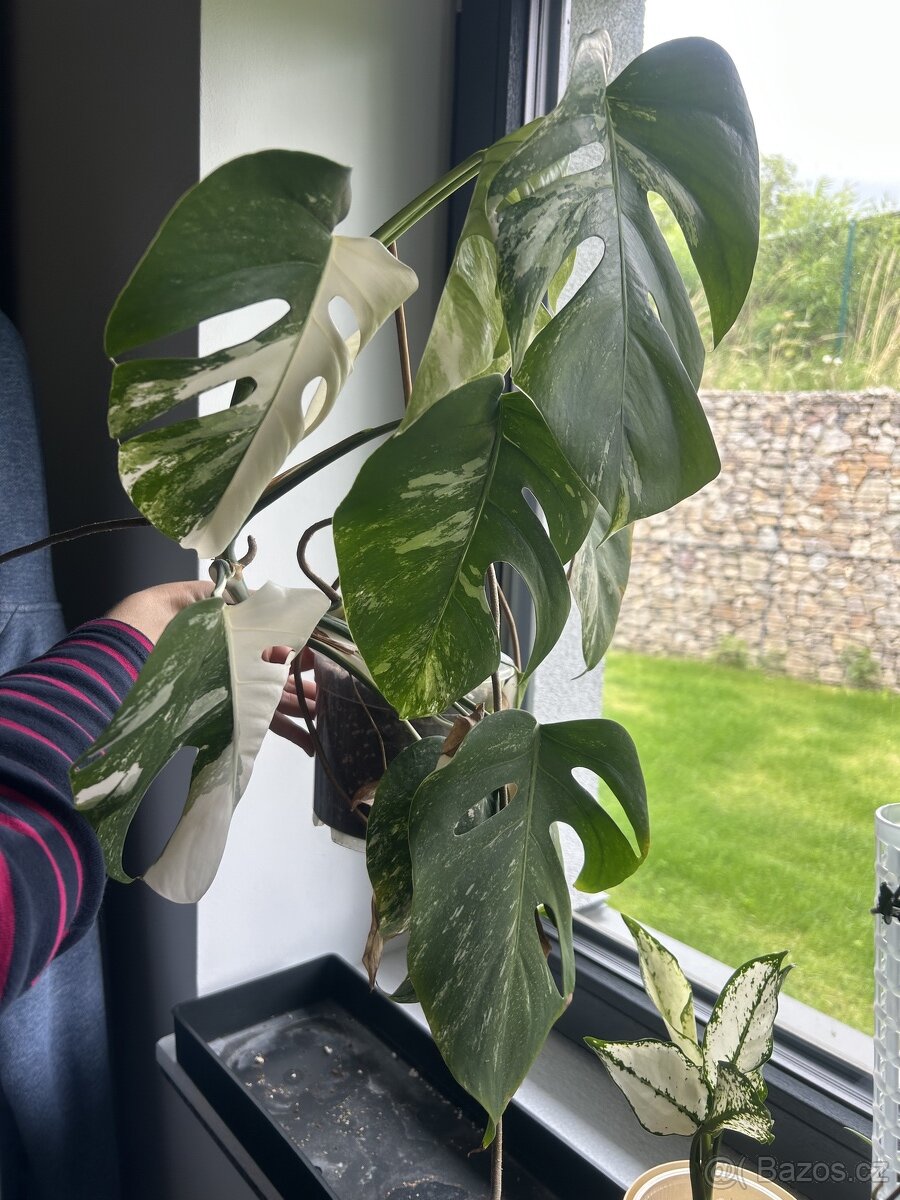 monstera albo var