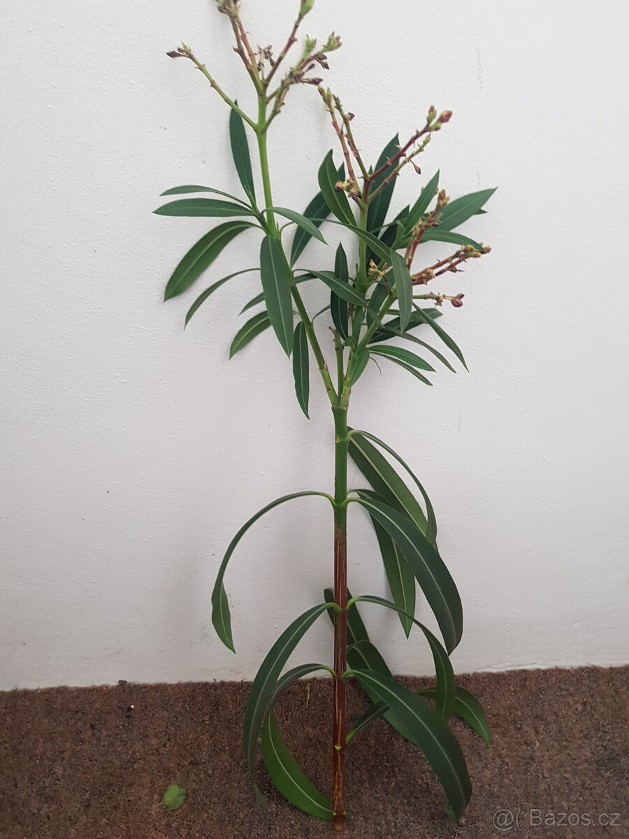 Oleandr řízek 60 cm