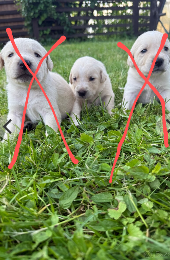 Labradorský Retrívr