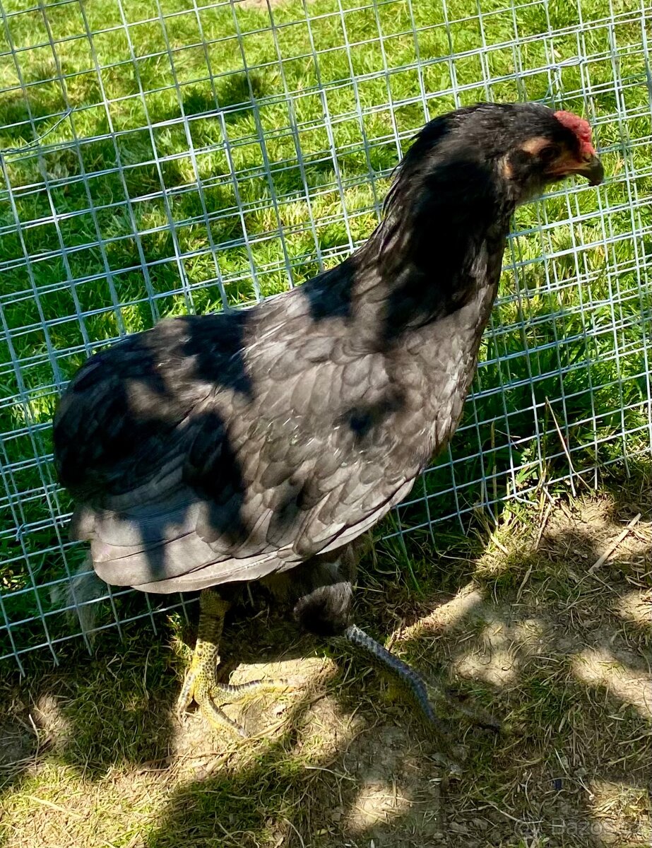 Araukana kohoutek