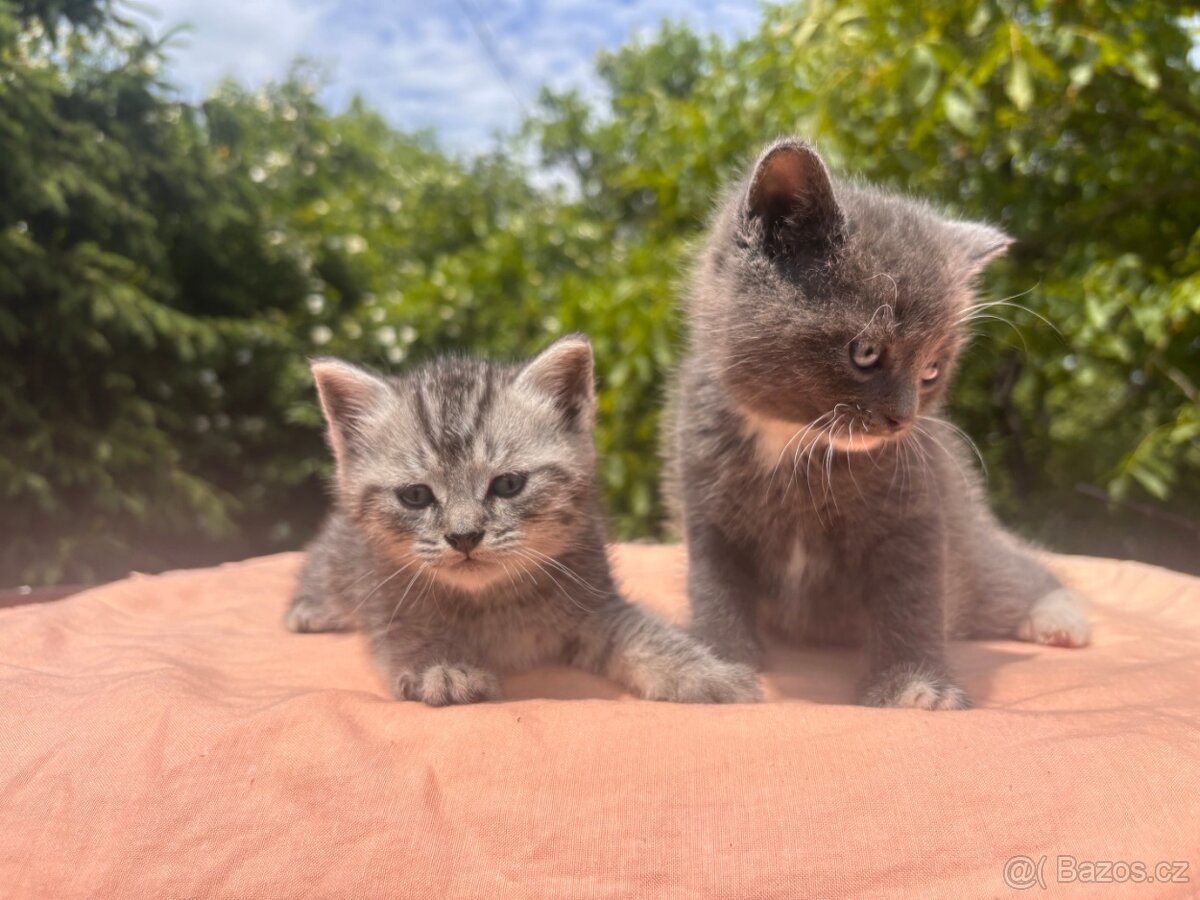 Britský kocourek Whiskas tygřík