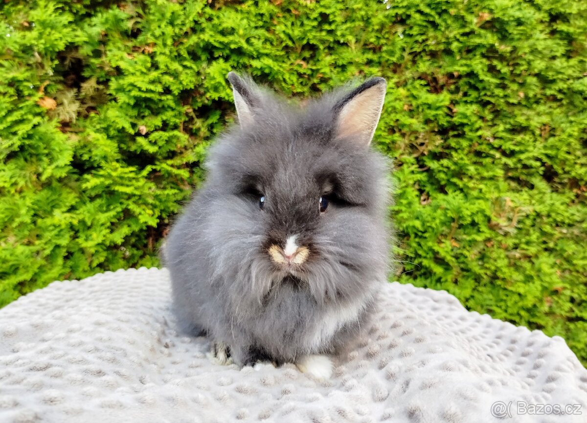 Zakrslý králík, králíček-(lvíček)-TOMMY