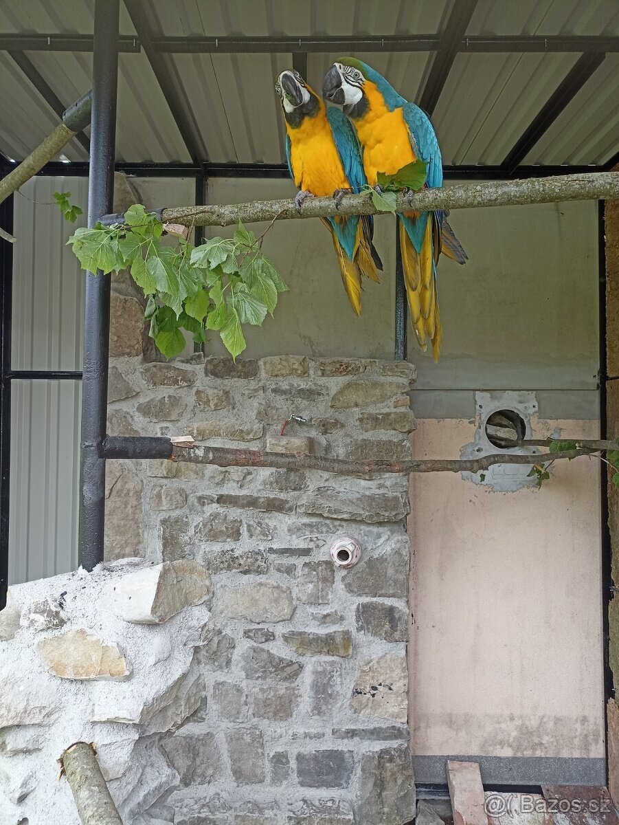 Ara ararauna, Amazoňan modročelý