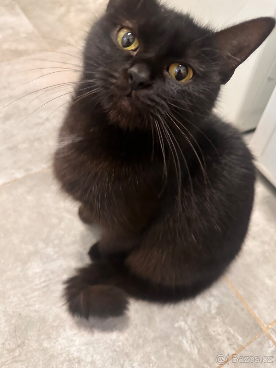 Daruji dvě kočičky