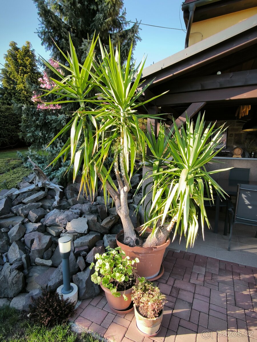 Juka pokojová, stáří 26 let, původ Kanárské ostrovy