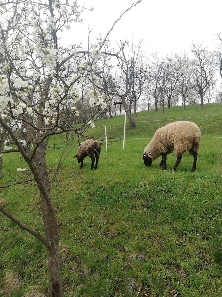 Ovce suffolk - pronájem