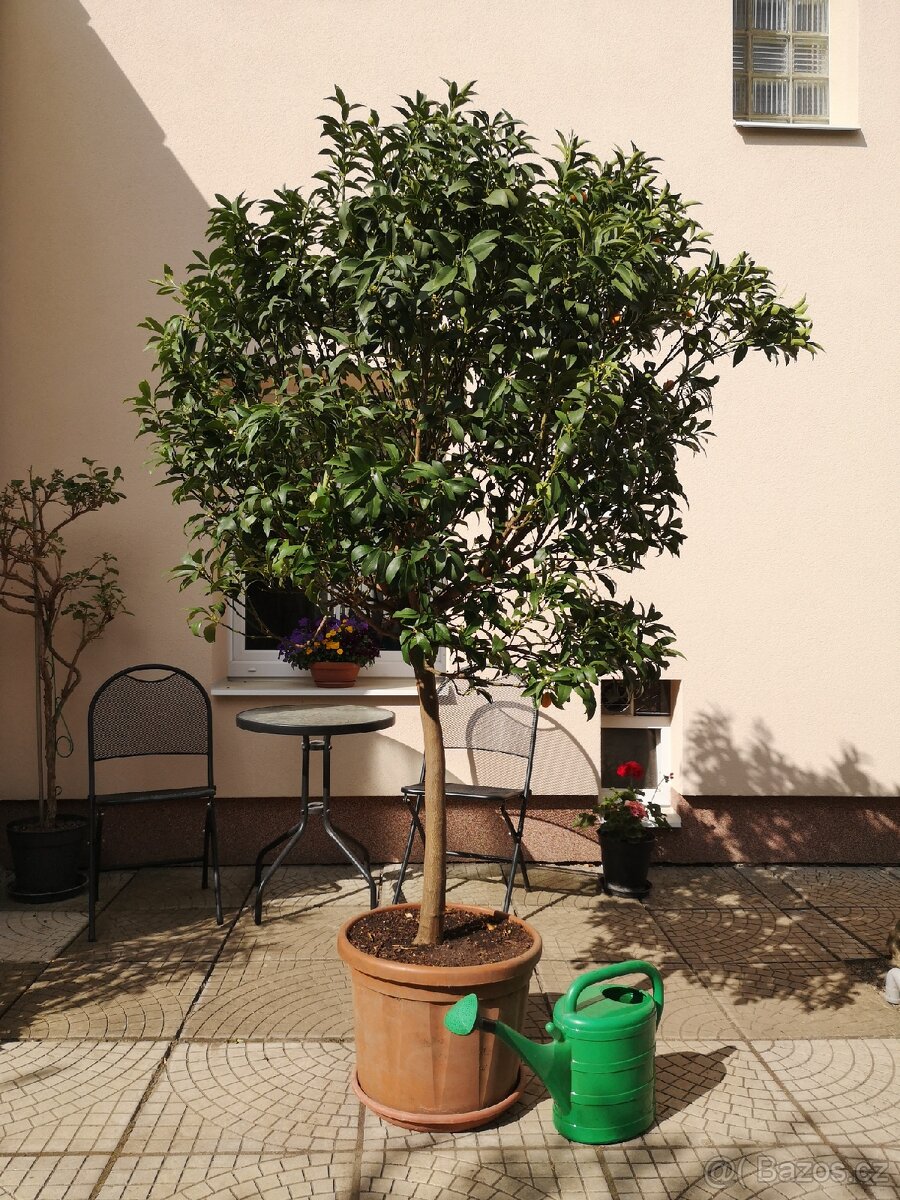 Velký citrus