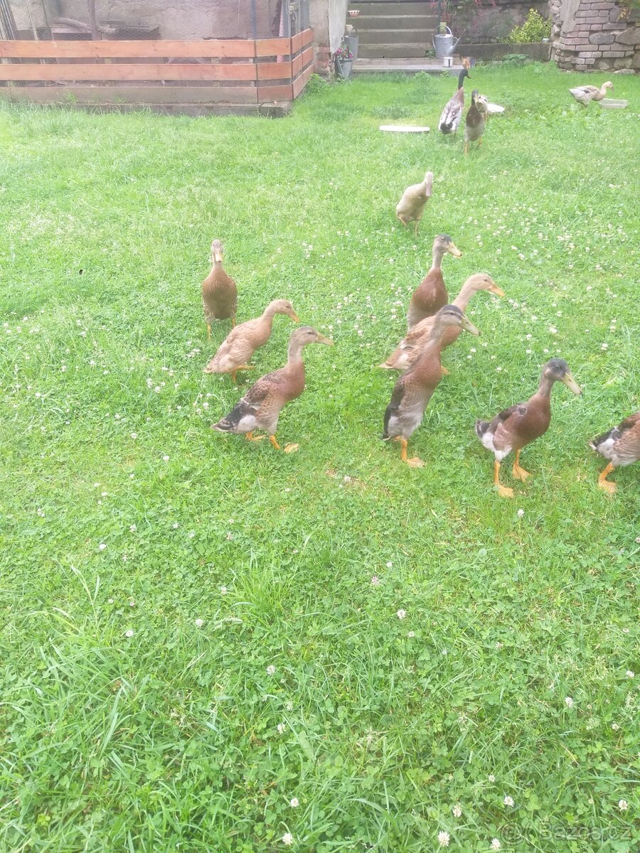 Indicky běžec
