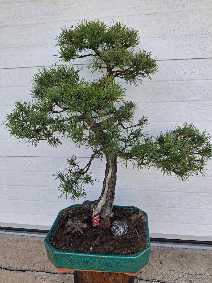 71-bonsaj-Borovice lesní (Pinus silvestris)
