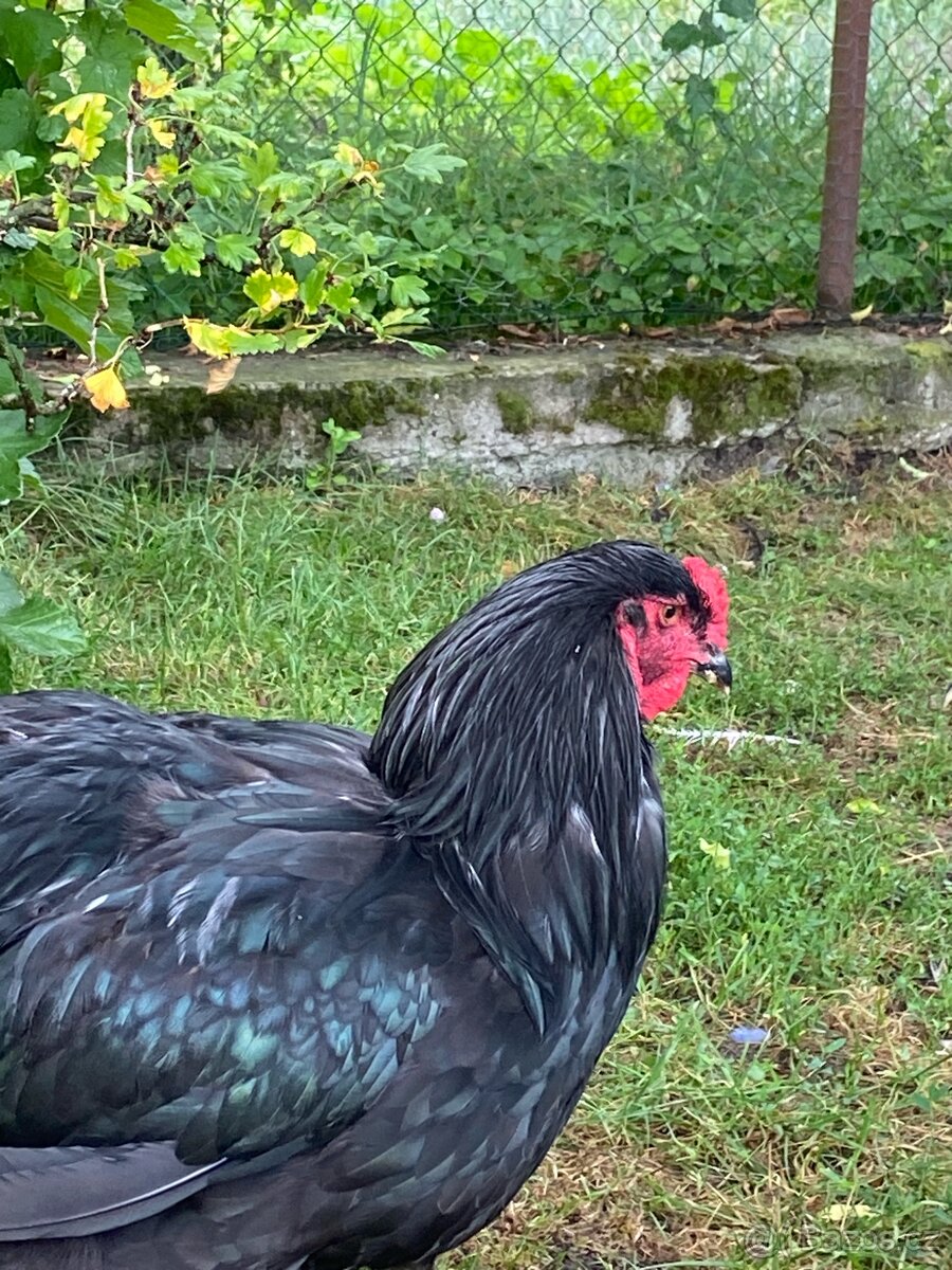 Brahmanka