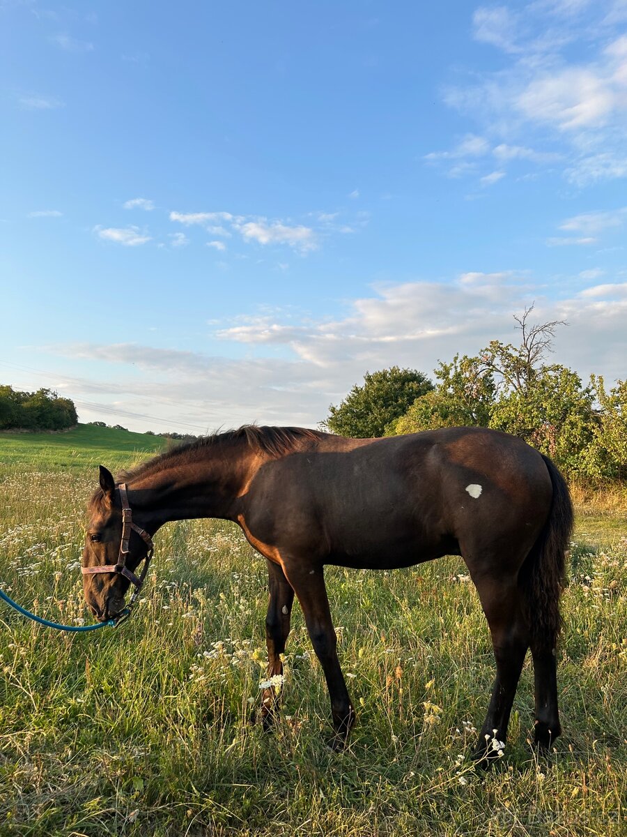 Starokladrubský vraný hřebeček