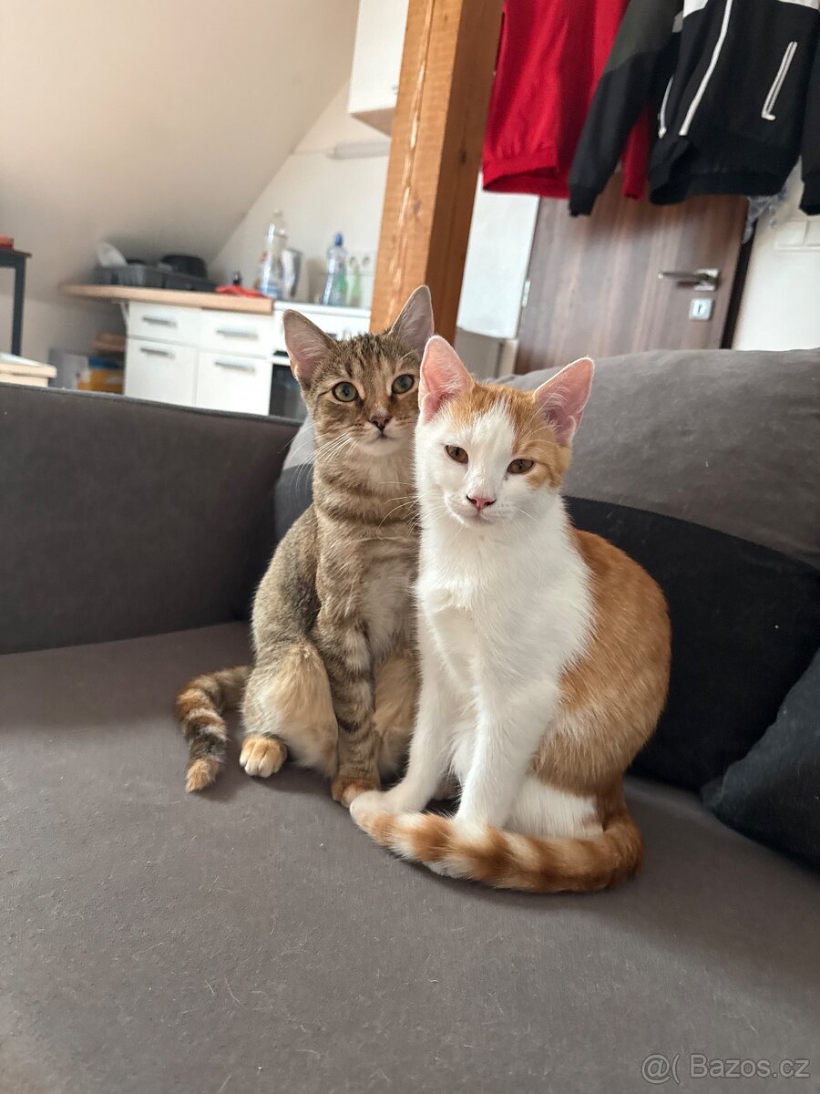 Daruji 2 koťátka