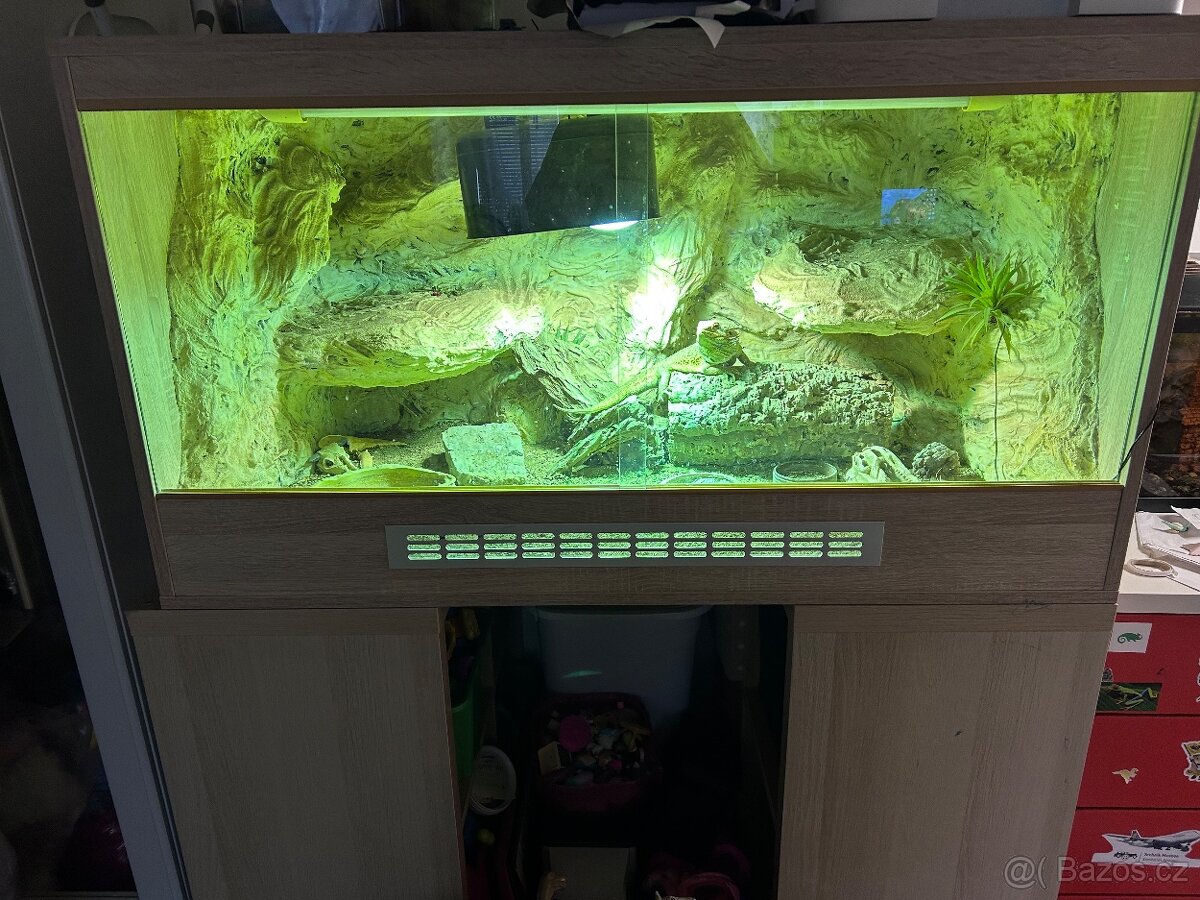 Terárium agama vousatá