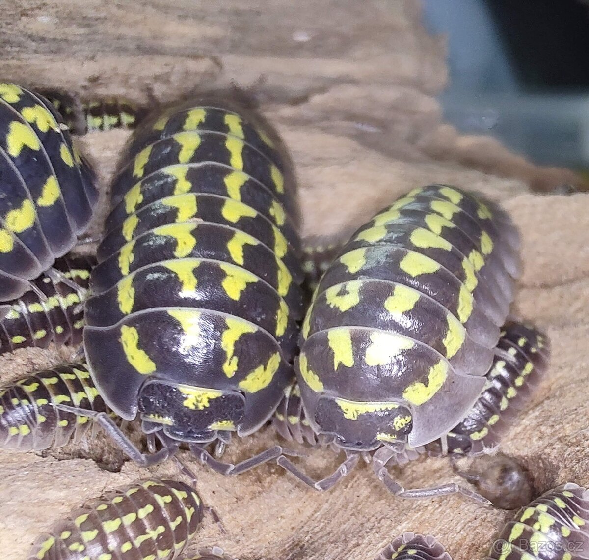 Isopody - stínky: Armadillidium Gestroi