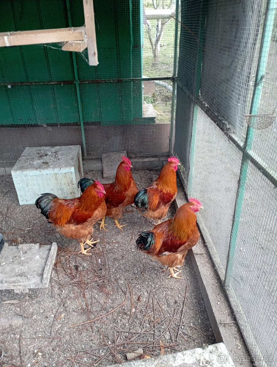 kohouti Hempsirky velke