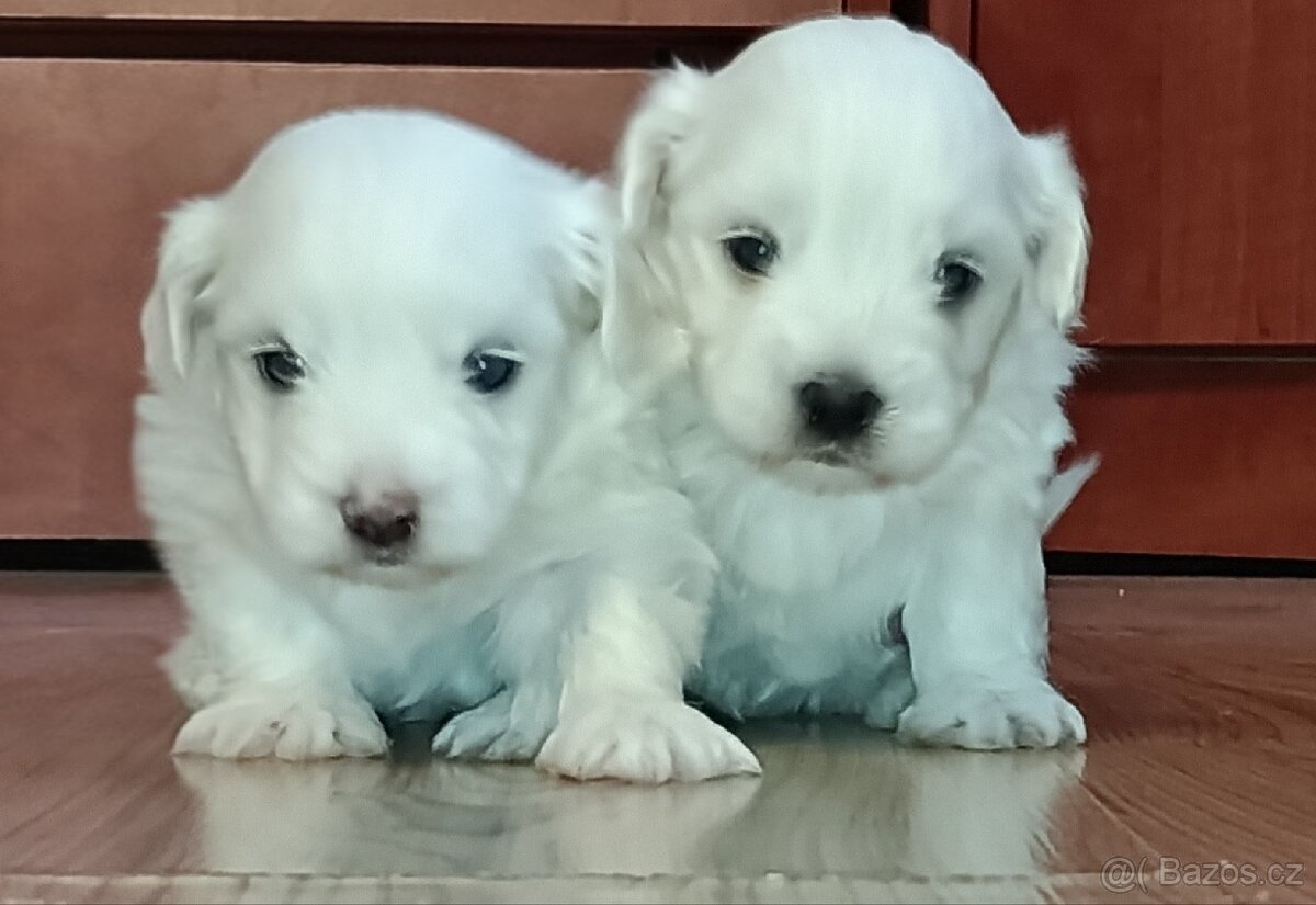 Maltézský psík/maltézáček (bez PP)