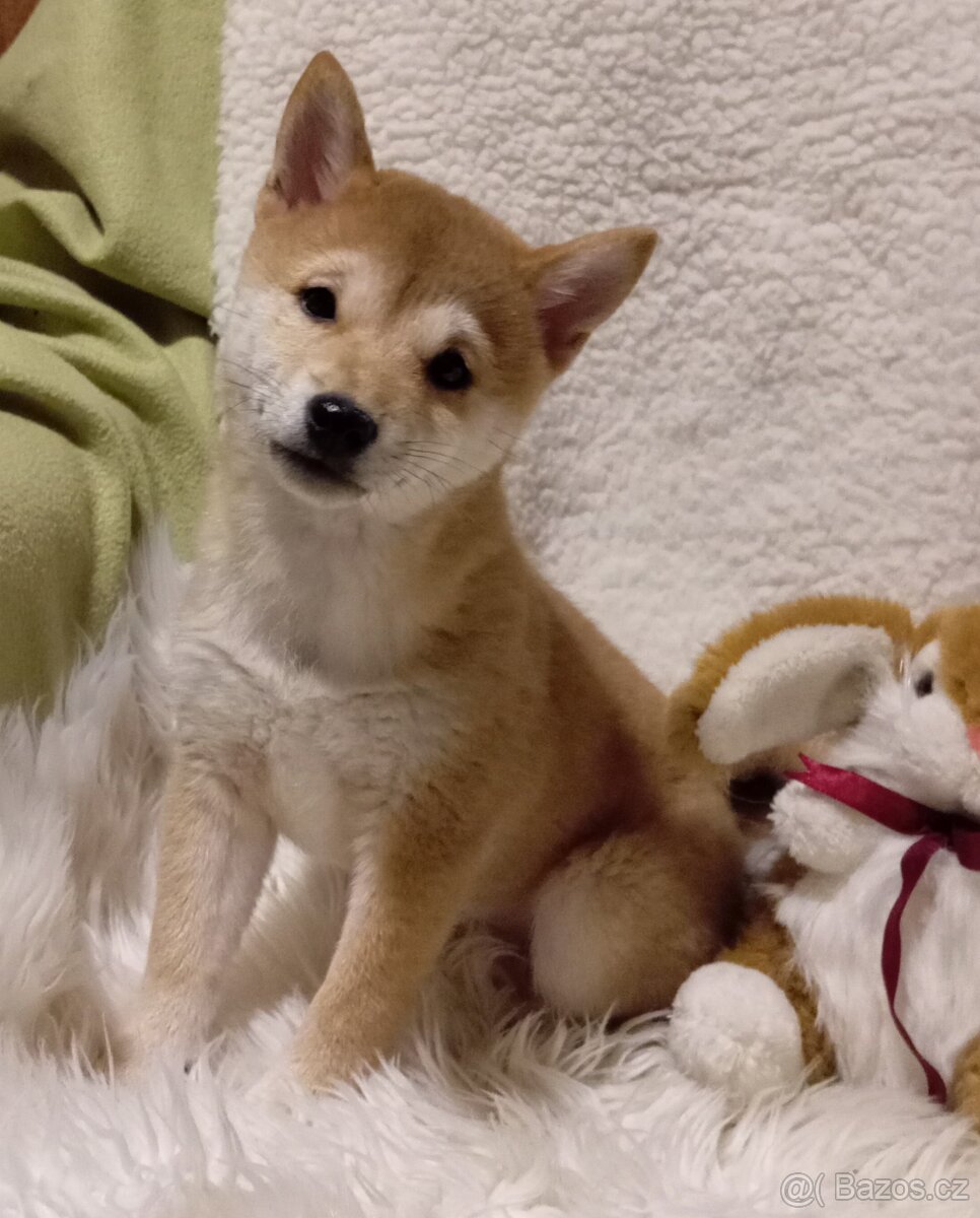 Shiba inu, štěňátko, fenečka bez PP.