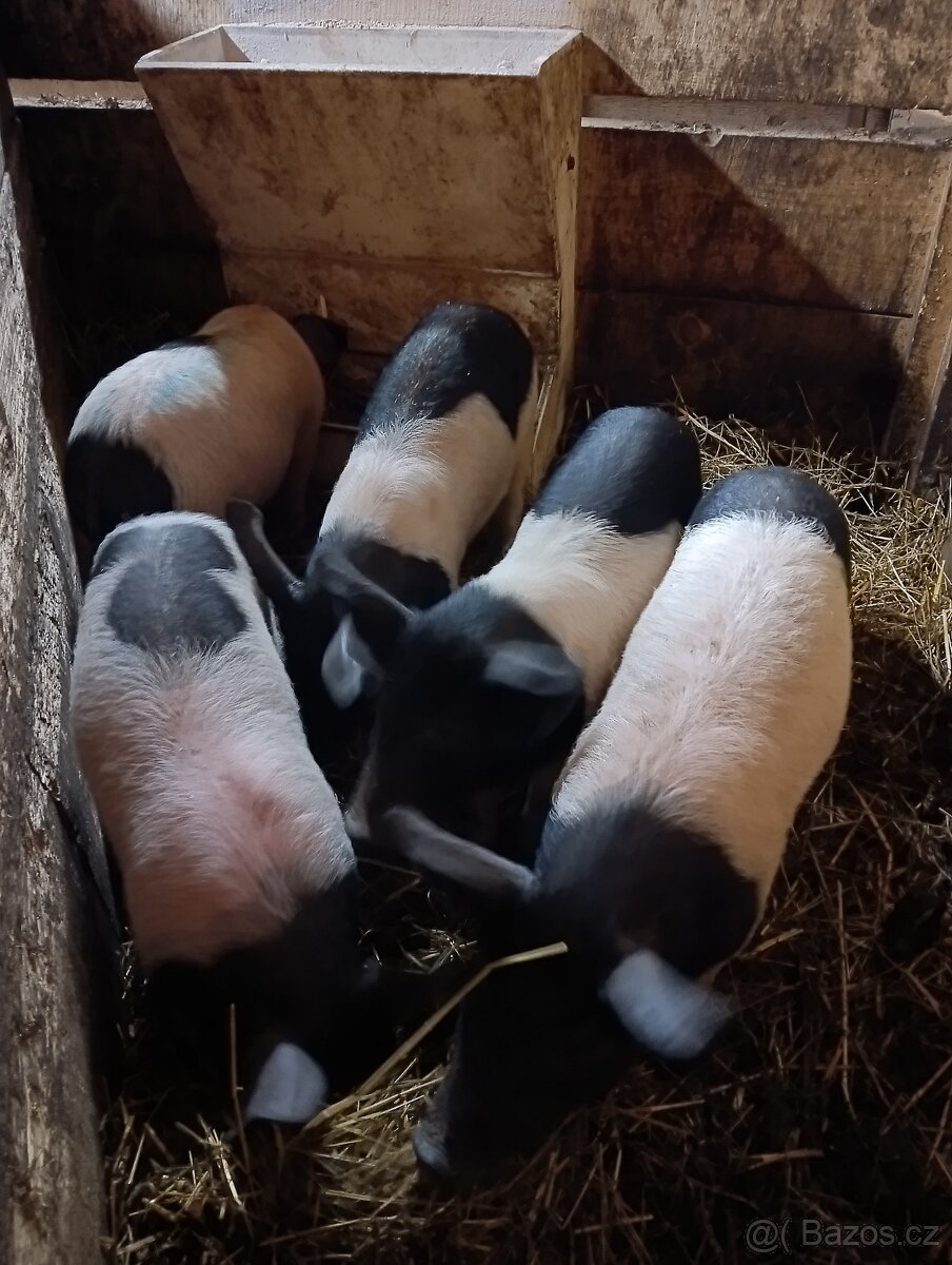 Přeštické seleta-