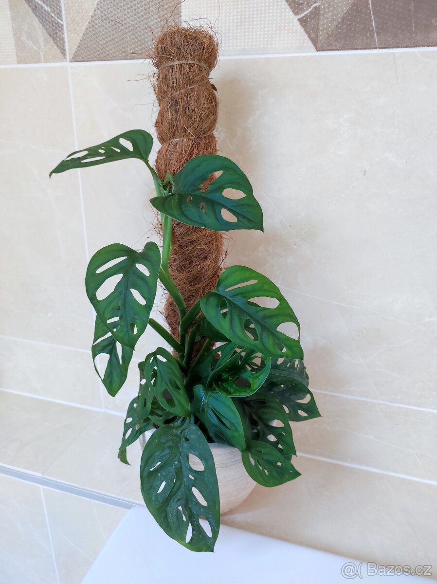 Monstera adansonii
