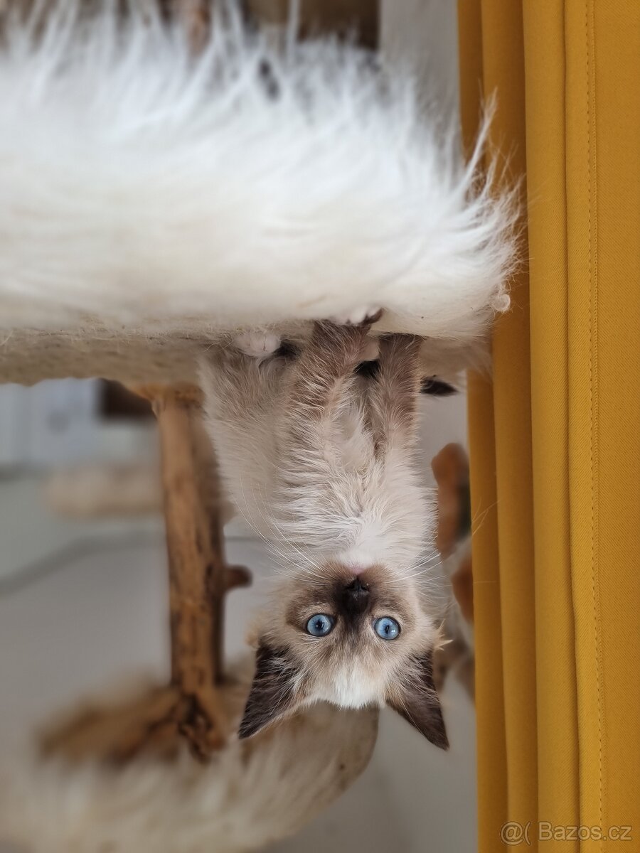 Kočička Ragdoll bez PP