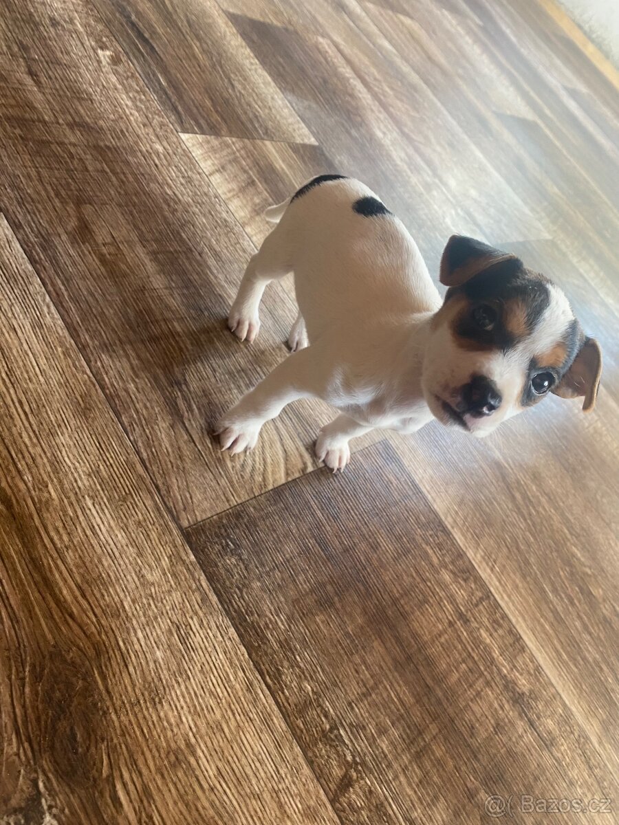 Jack russell