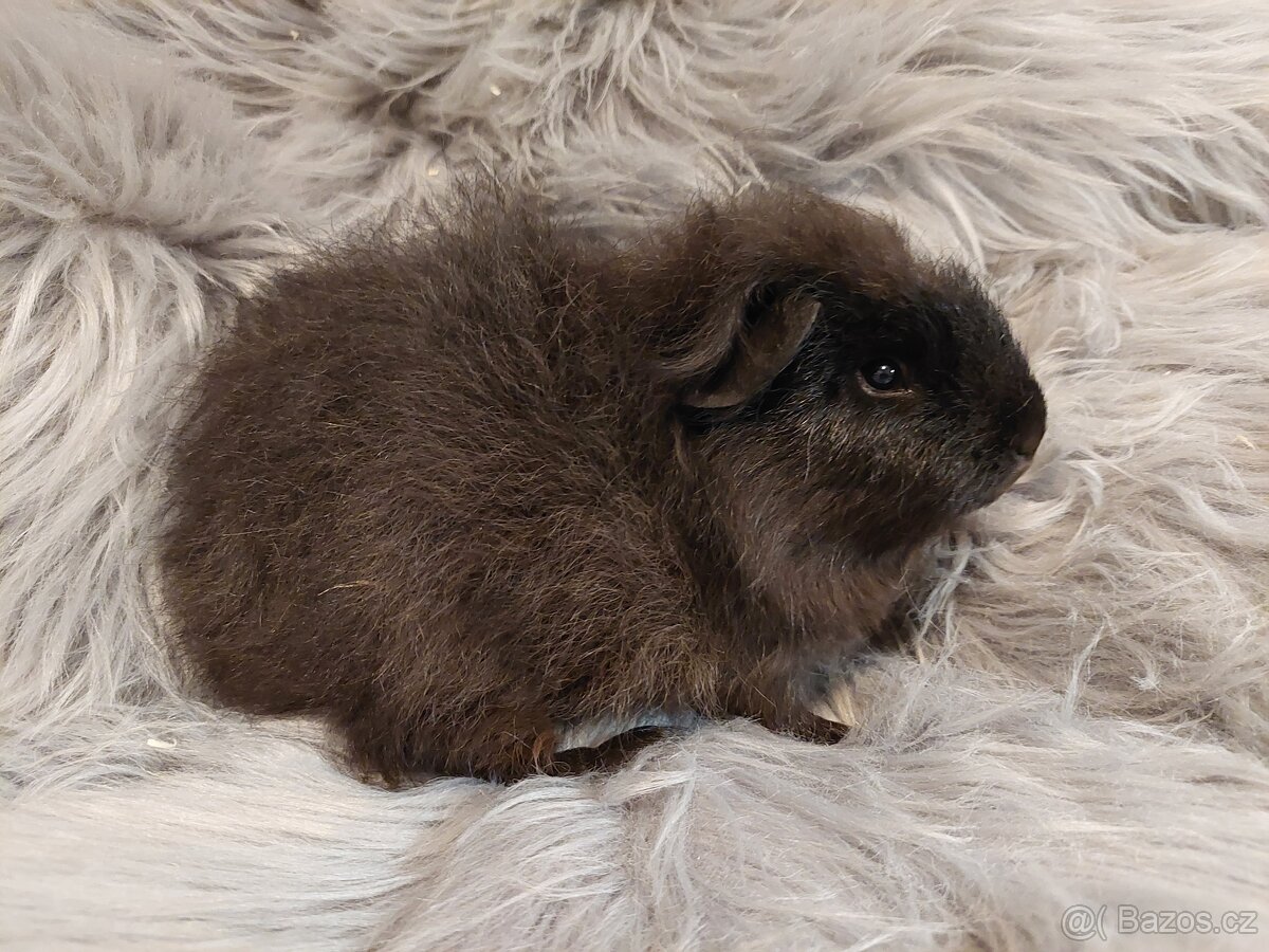 ChS Teddy - morče švýcarského teddyho - kluk