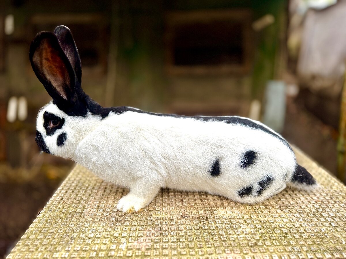 Německý obrovitý strakáč