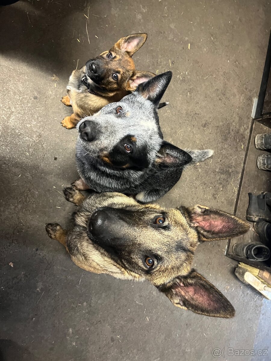 Ajša hledá nový domov