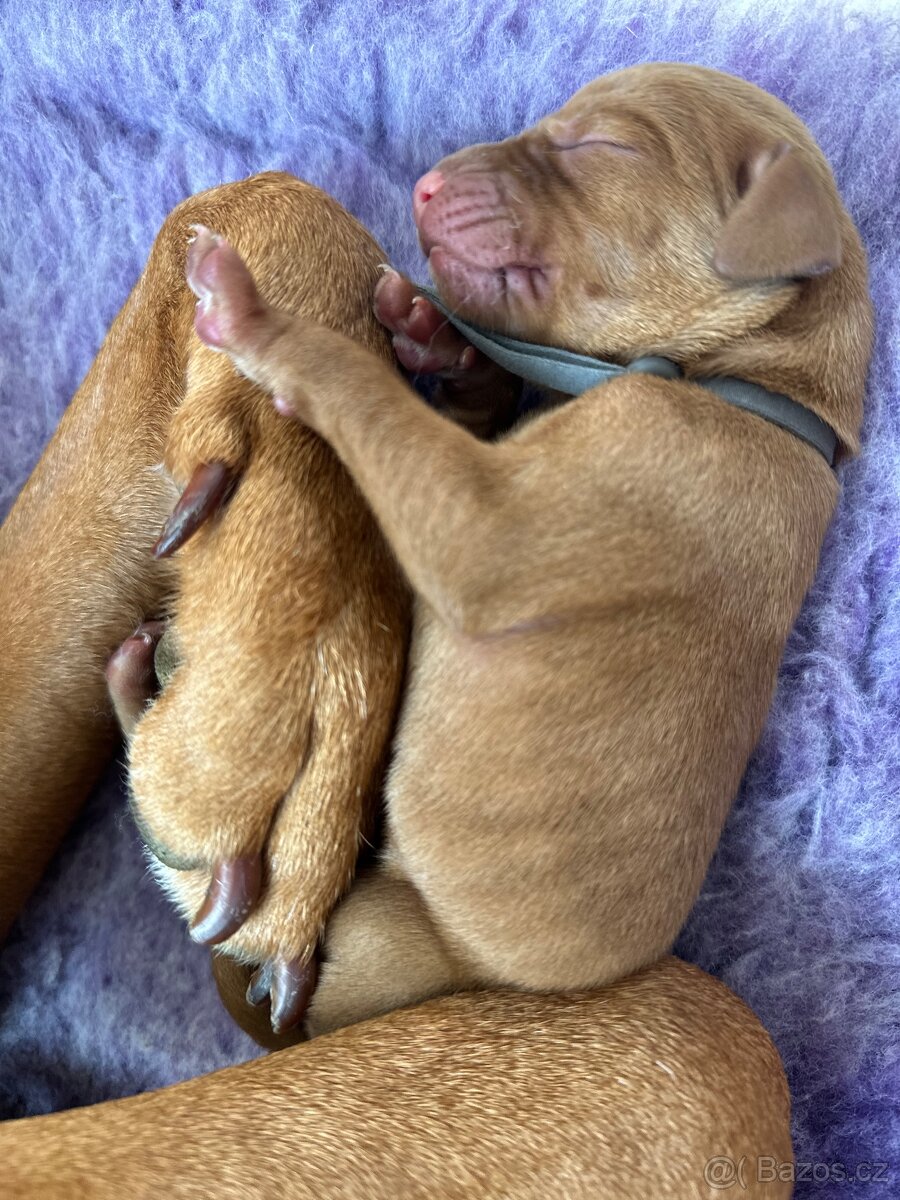 Maďarský krátkosrstý ohař