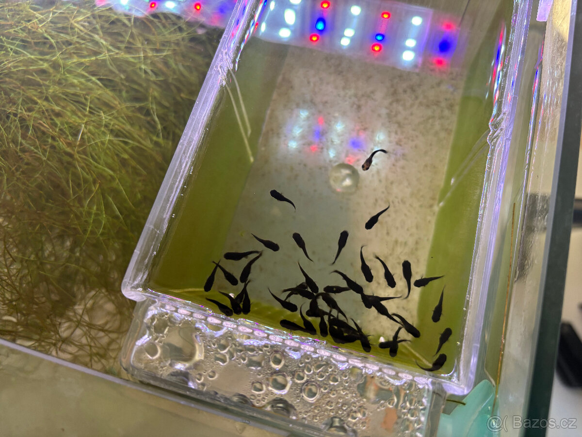 Black Molly, Ancistrus Gold