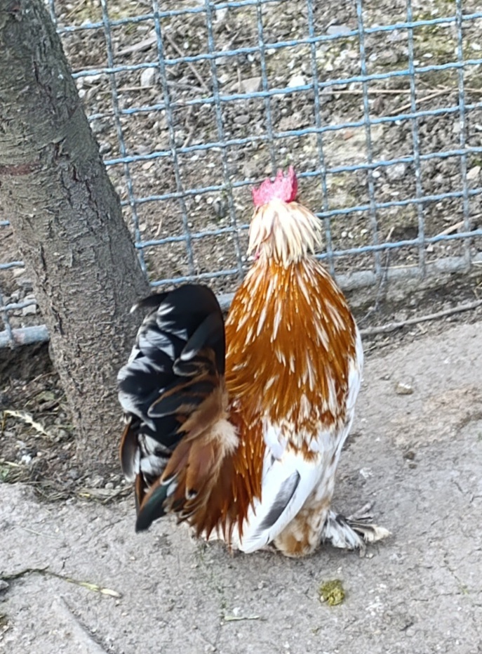 Bregovské Dzinky