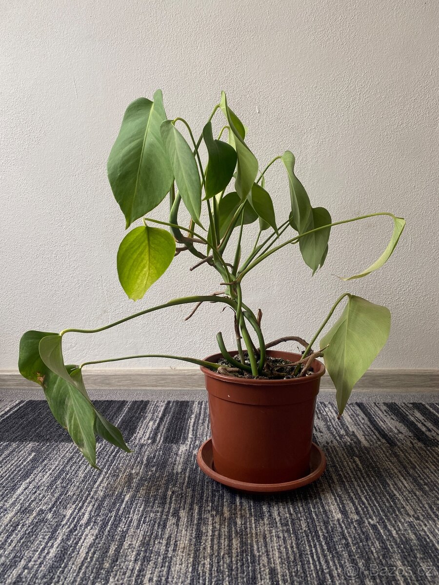 Mladá monstera