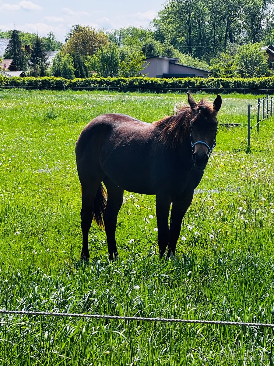 Quarter horse