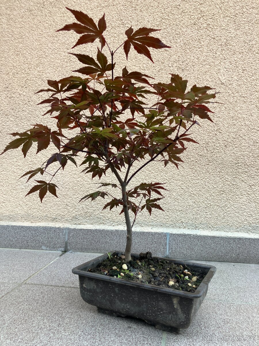 Bonsai, Bonsaj, japonský javor, skalky