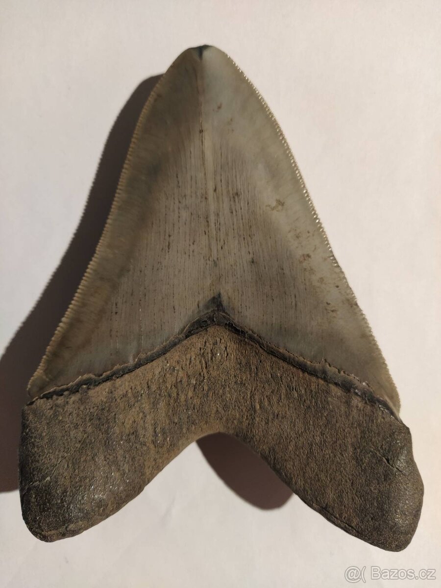 Megalodon - žraločí zub