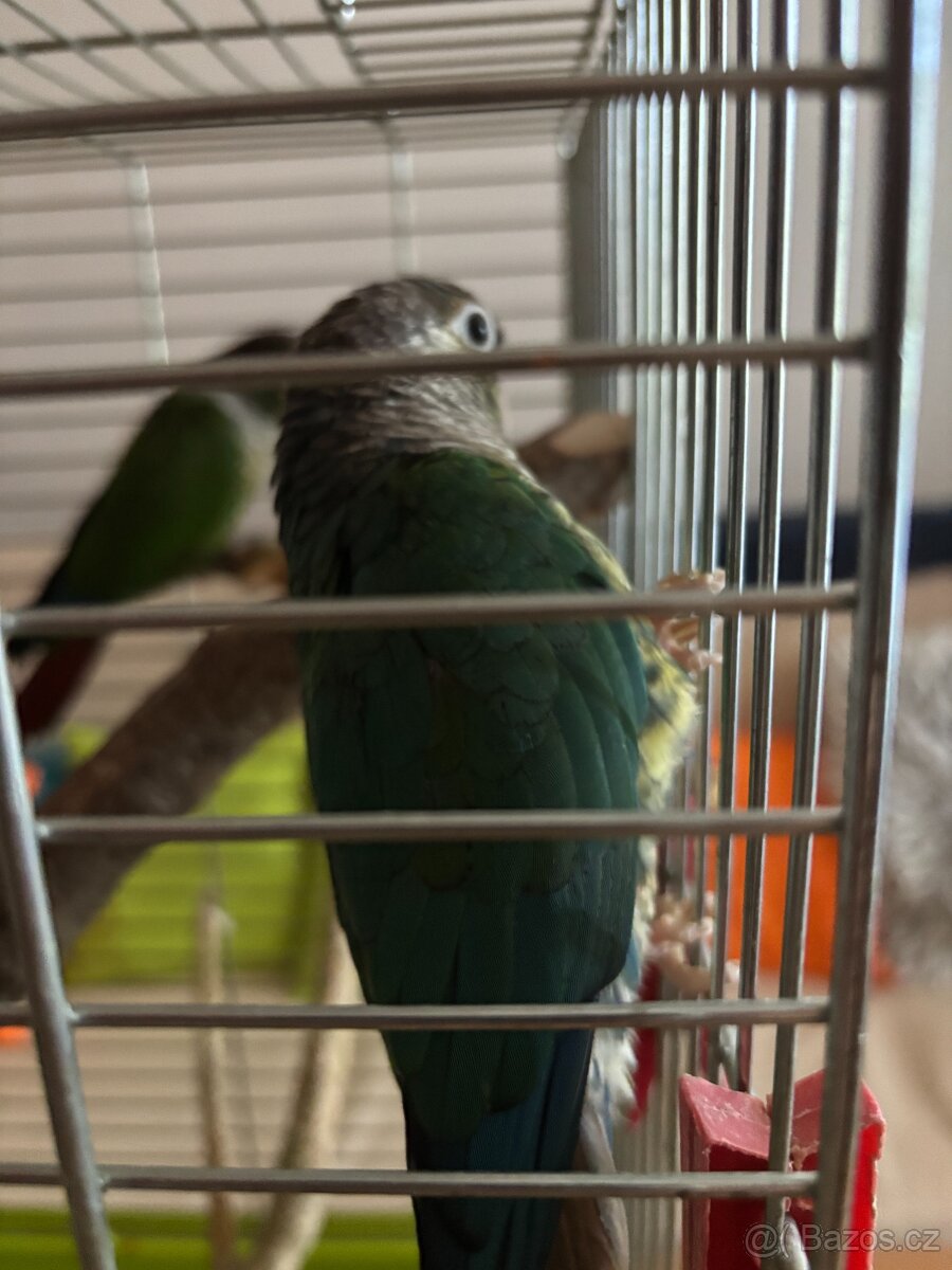 Pyrura Zelenolící