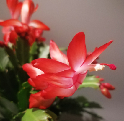 Schlumbergera - Vánoční kaktus: Red chimera noid (řízek)