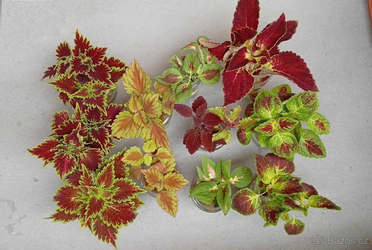 Coleus - africká barevná okrasná kopřiva