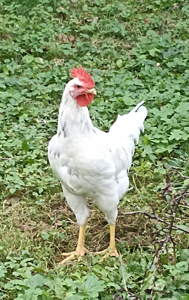 Kohout